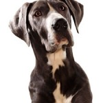 Bordetella vaccination pour les chiens: Fraude et illusion