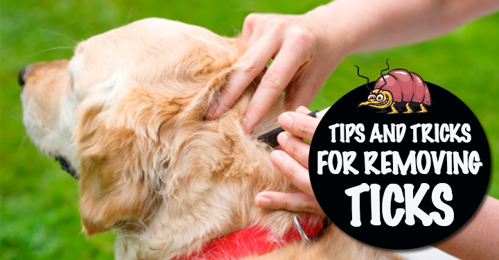 How do you get rid of ticks on dogs?