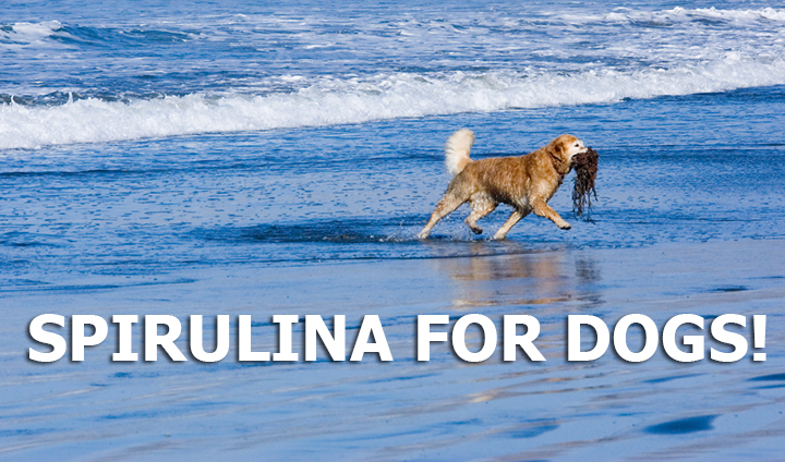 spirulina-for-dogs