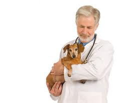 Steroid shots for dogs side effects