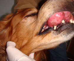 Post image for Vaccinating Unhealthy Pets: Beware Reactions & Vaccine Failure
