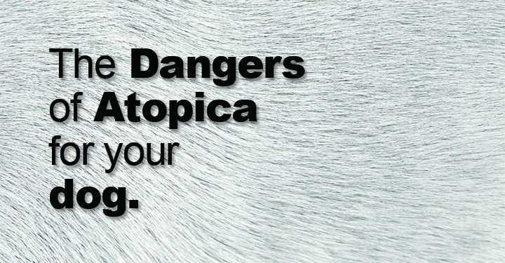 Is Atopica Safe For Dogs? - Dogs Naturally Magazine