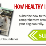 Pourquoi les probiotiques sont importants pour chiens
