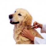 Pet vaccination: Risques et avantages