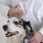 Vaccins Questions à poser à votre vétérinaire
