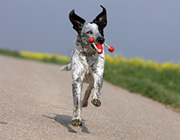 Joint Pain In Dogs