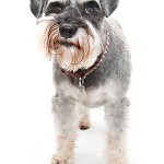 La toux de chenil: prévention naturelle de la Canine froide
