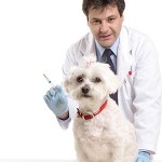 Vaccins et Vétérinaires: Est votre vétérinaire holistique vraiment holistique?