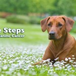 Cinq étapes simples pour prévenir le cancer canin