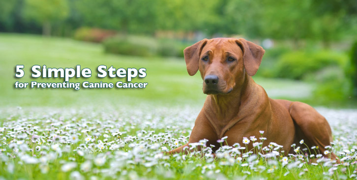 Prévenir le cancer chez les chiens