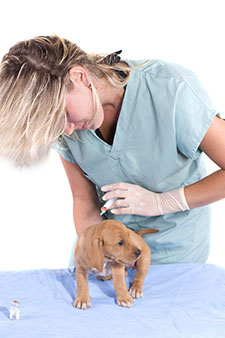 chien de vaccin vétérinaire