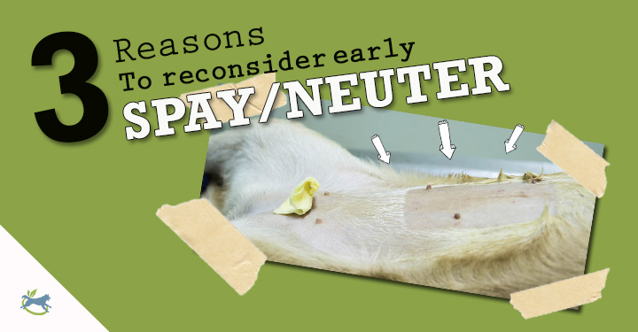 Early Spay Neuter: 3 Reasons To Reconsider