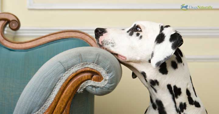 Flame Retardant Dangers And Your Dog - Dogs Naturally Magazine