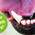 sont vos chiens dents saines
