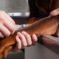 Plus de vaccination chez les chiens
