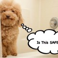 est votre shampooing pour chien sûr et naturel