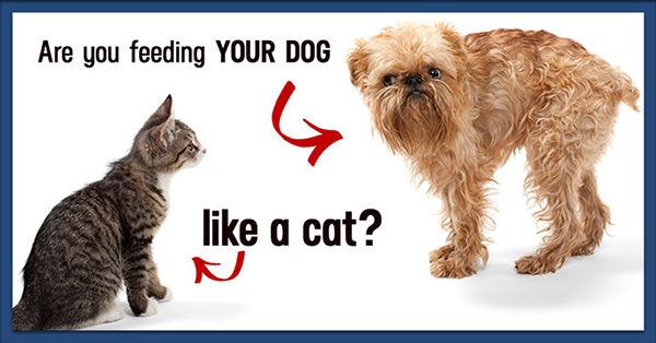 cat-and-dog-smaller-1.jpg