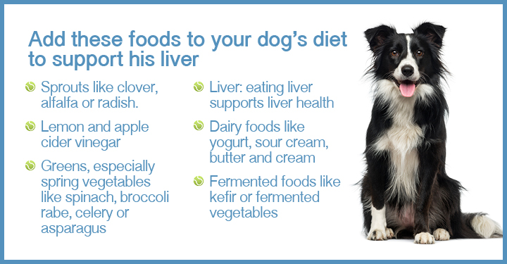 Preventing Liver Disease In Dogs - Dogs Naturally Magazine