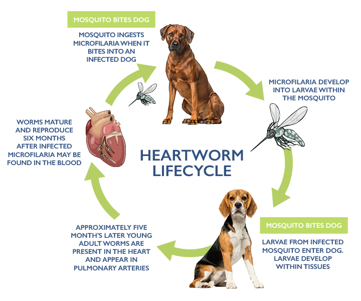 killing adult heart worms in dogs