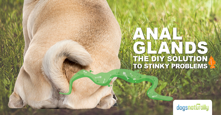 Dog Anal Glands The DIY Solution To Stinky Problems Dogs Naturally