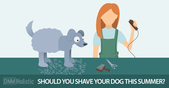 How do you shave a dog?