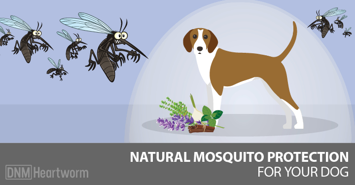 Best natural mosquito repellents