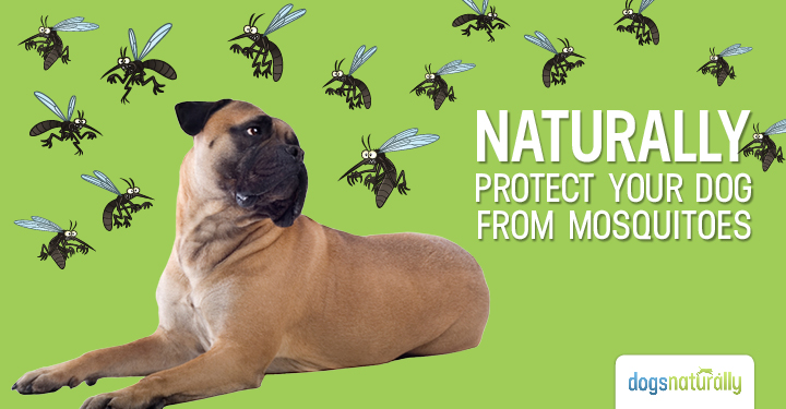 3 Natural Dog Mosquito Repellent Options,Zillow Houses For Sale Upstate Ny