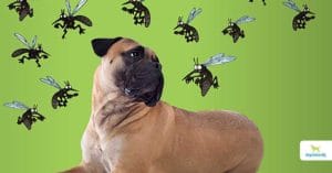 natural mosquito repellents for dogs