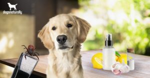 Natural Tick Repellent for Dogs