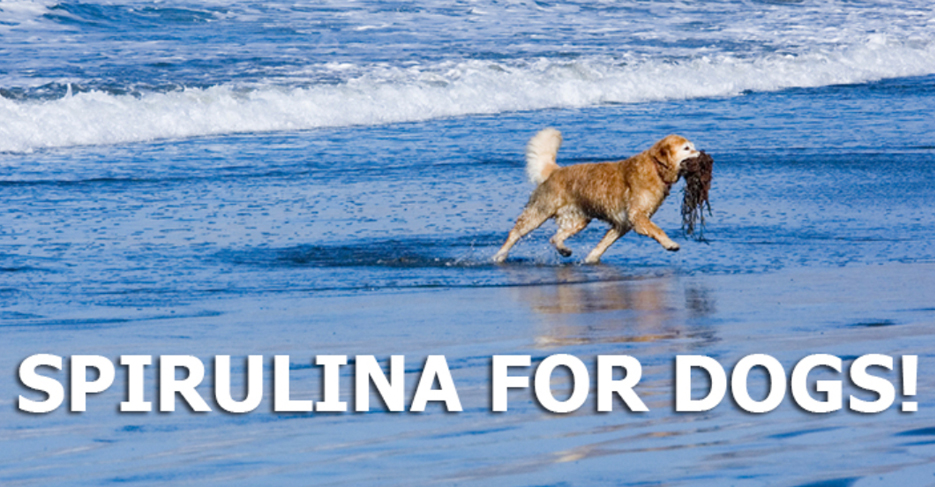 health benefits of spirulina for dogs