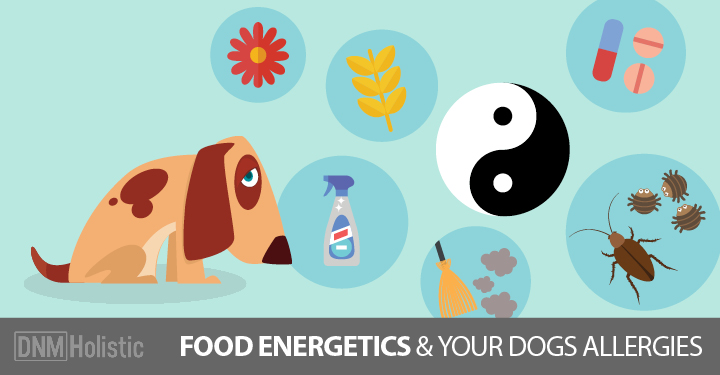 Food Energetics Chart For Dogs