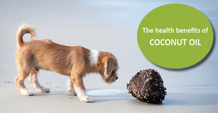 The Health Benefits Of Coconut Oil For Dogs