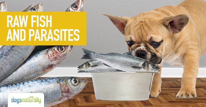 Raw Fish And Parasites | Dogs Naturally