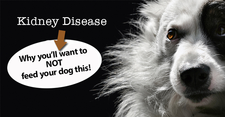 raw feeding dogs with kidney disease