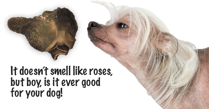 dog smelly