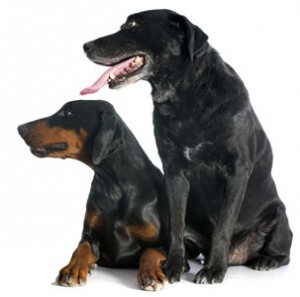 Deux chiens Kidney Disease