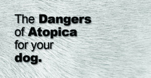 Is Atopica Safe For Dogs