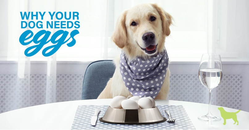 Can Dogs Eat Eggs? Yes! In Fact Your 