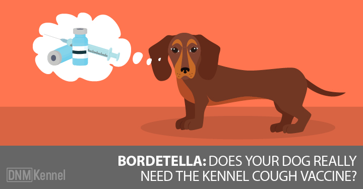 Bordetella Does Your Dog Really Need the Kennel Cough Vaccine?