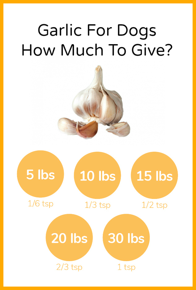How much garlic to give dogs per weight
