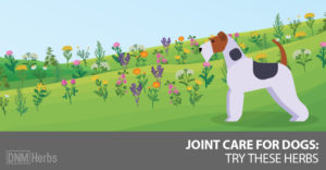 joint care for dogs