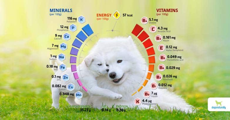 Do Dogs Need Supplements?