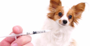 small dog vaccinations