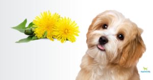 Can Dogs Eat Dandelions