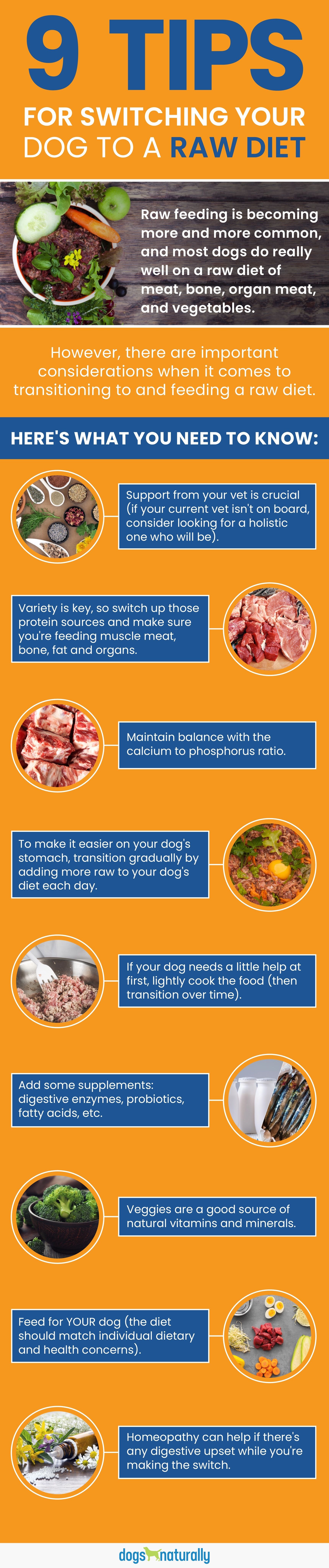 9 tips for switching your dog to a raw diet, what you need to know