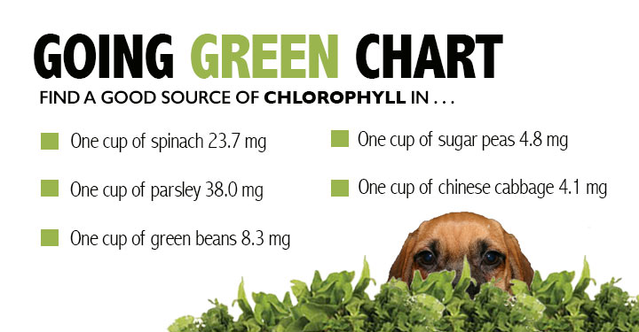 What does chlorophyll mean?