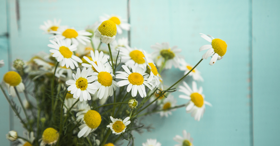 German Chamomile: A Bit Of Herbal Sunshine For You And Your Dog - Dogs ...