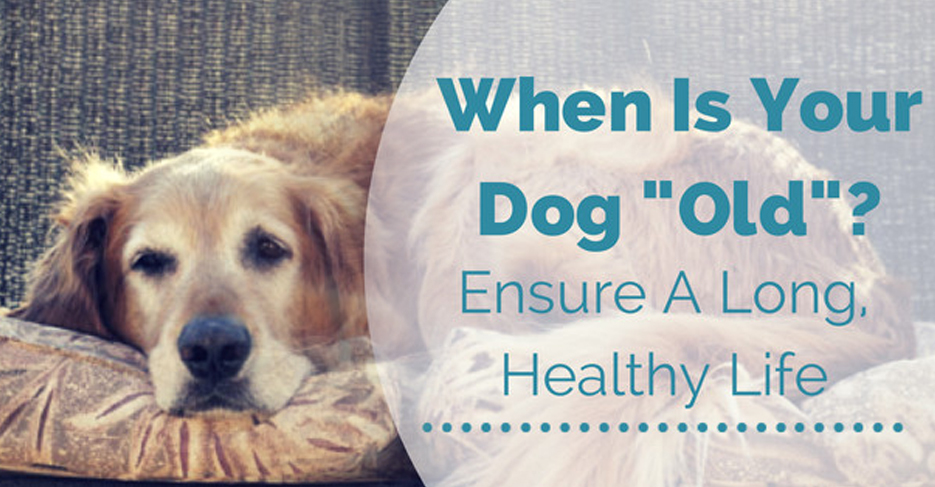 how to make your dog live longer