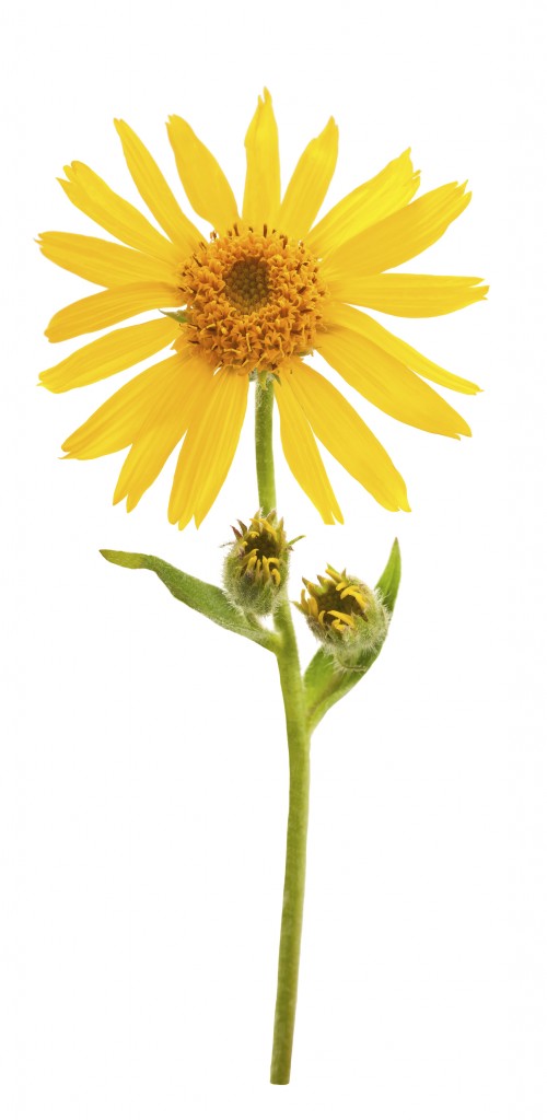 arnica montana flower for dogs