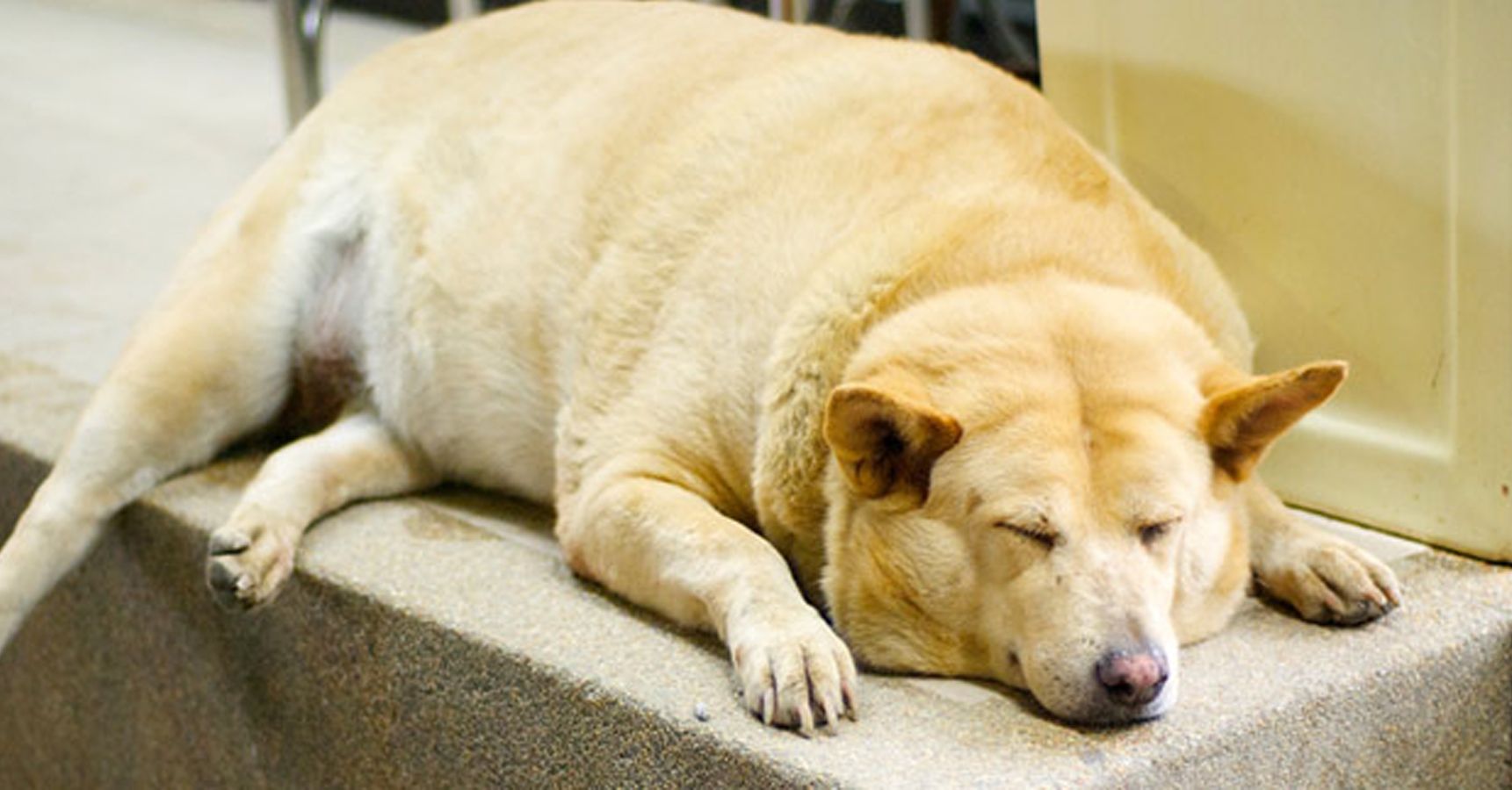 Dog obesity
